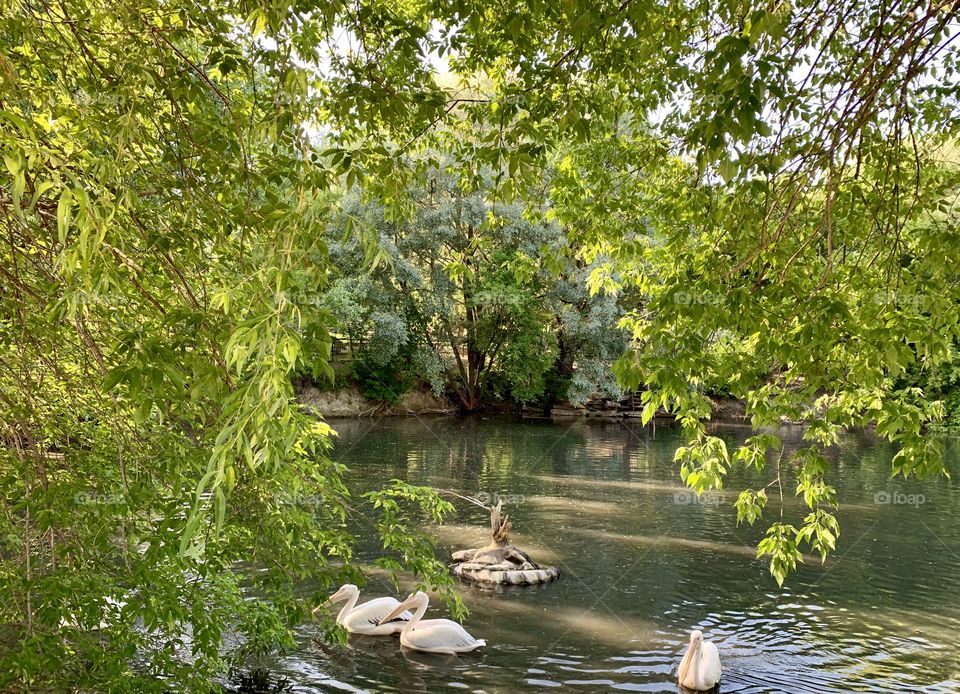 summer life on the lake