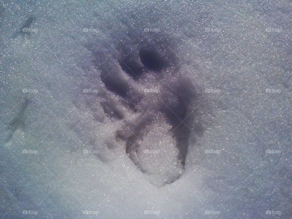 Bear print