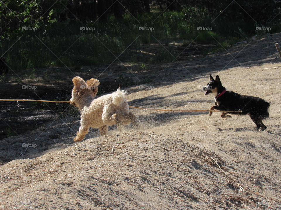 собаки играю на пляже
