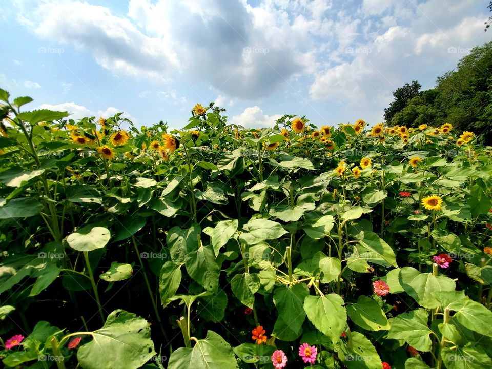 flower field