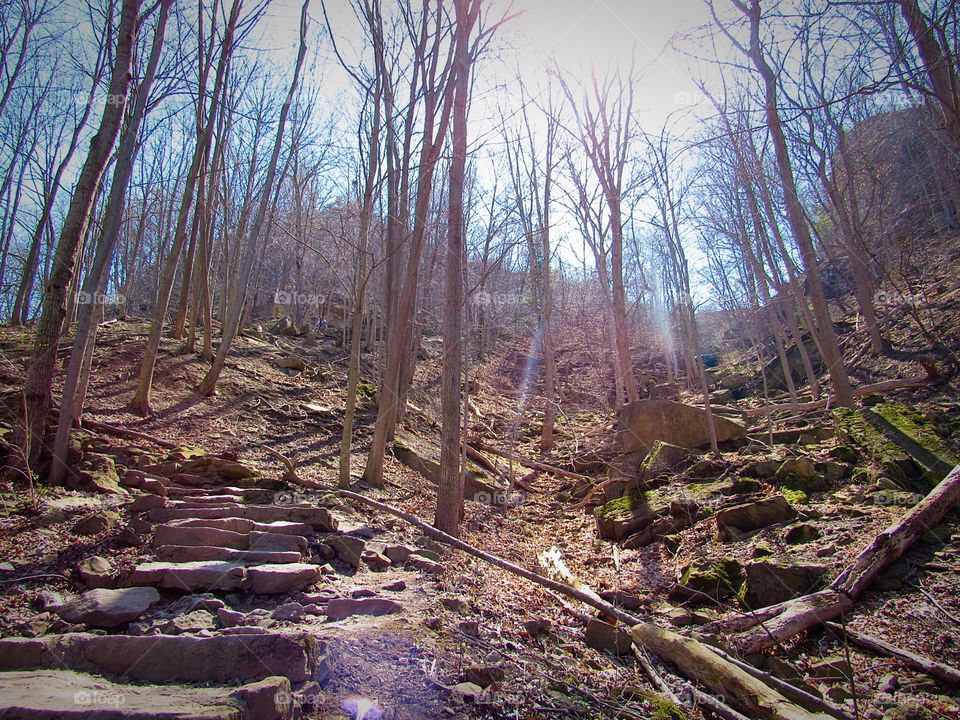 Trees at the Niagara Falls Gorge