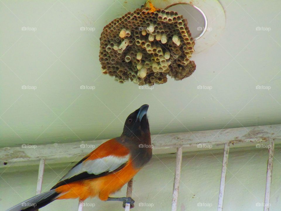 The rufous treepie (Dendrocitta vagabunda) is a treepie, native to the Indian Subcontinent and adjoining parts of Southeast Asia. It is a member of the crow family, Corvidae.