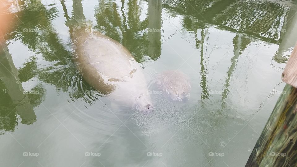 Manatee cow and baby keeping warm.near shore