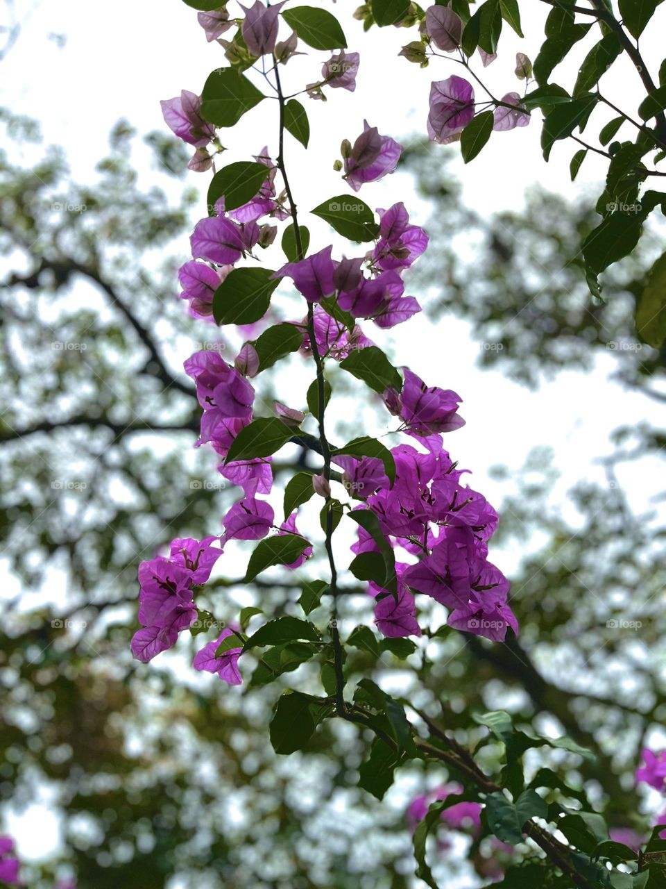 Spring has sprung some pink flowers 
