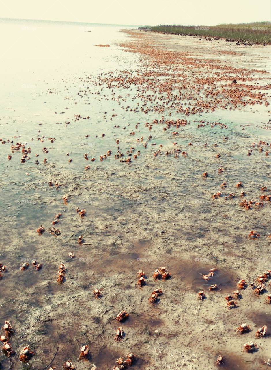 Crab Country