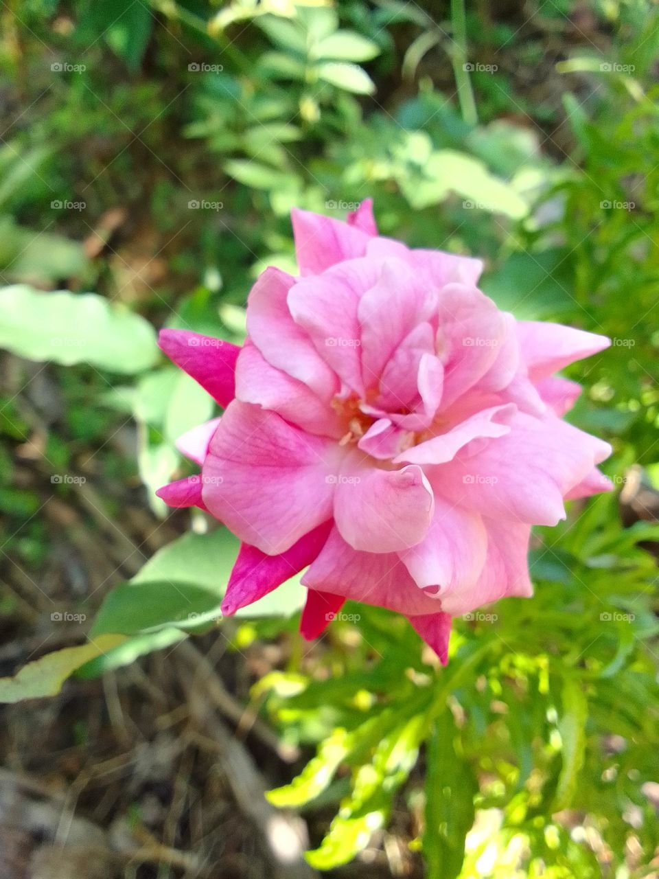 Rose flower