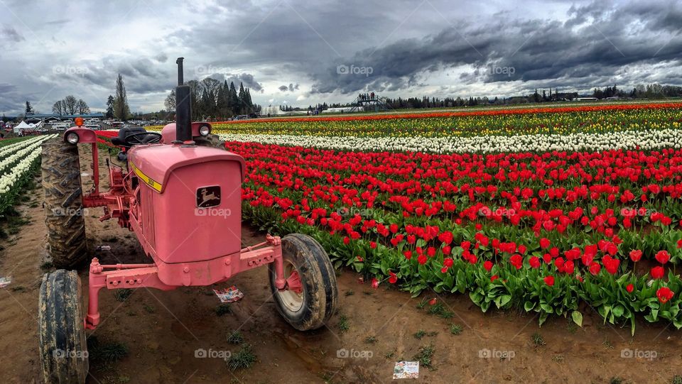 Tulip farm 
