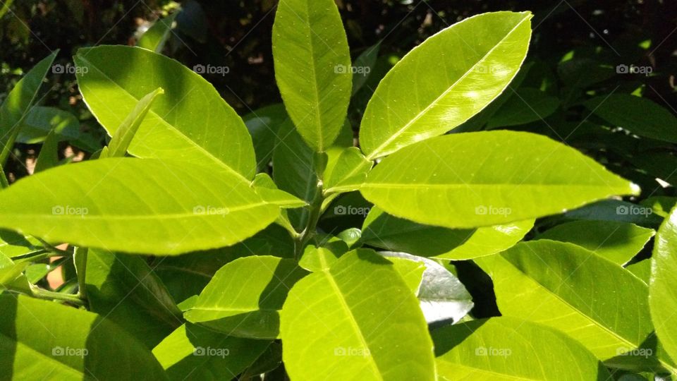 Leaf, Nature, No Person, Flora, Growth