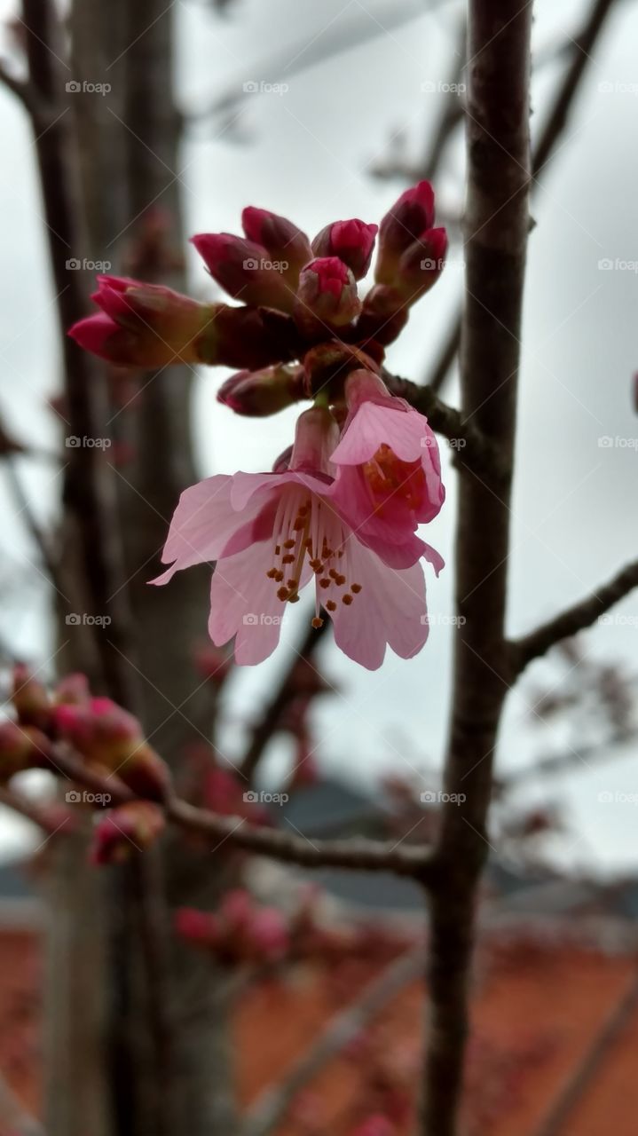Flower, No Person, Branch, Nature, Tree