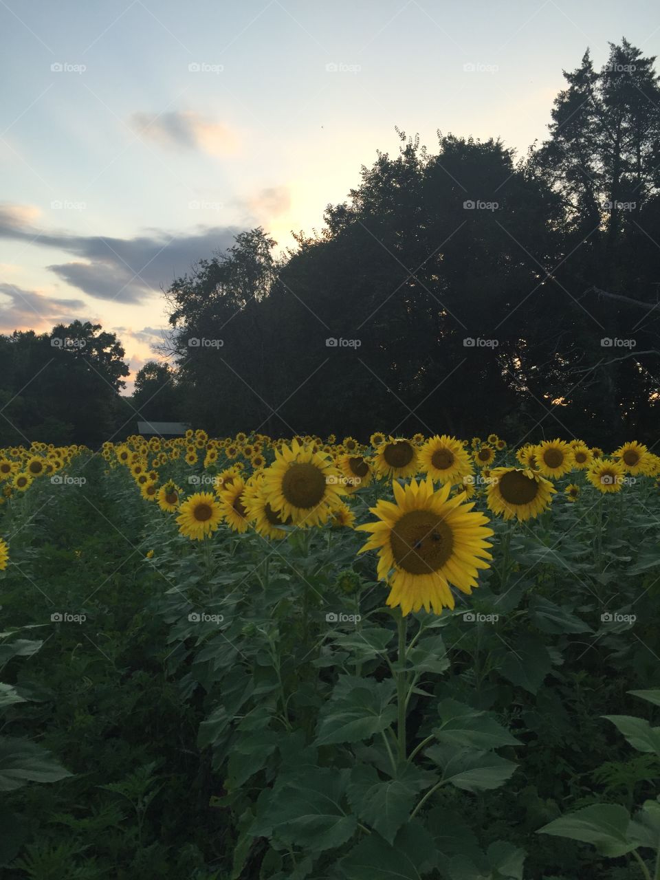 Sunset Sunflowers 