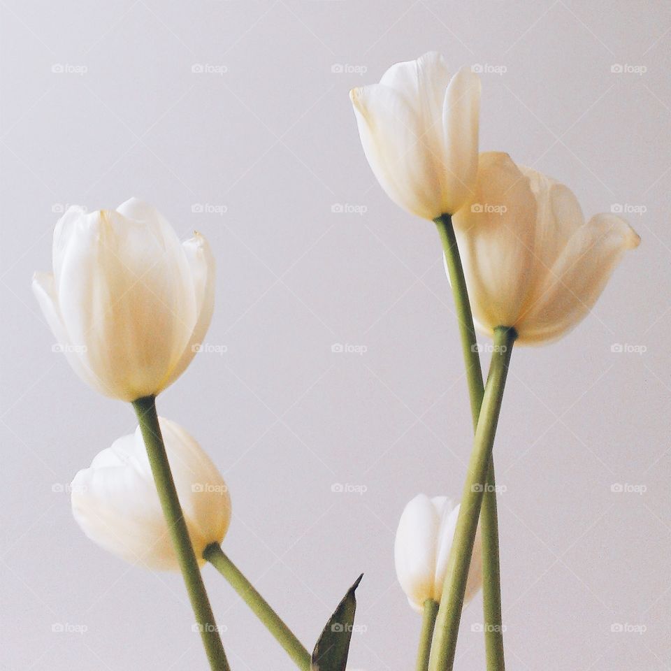 Tulips. Tulips