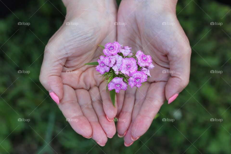 Hands holds pink flower