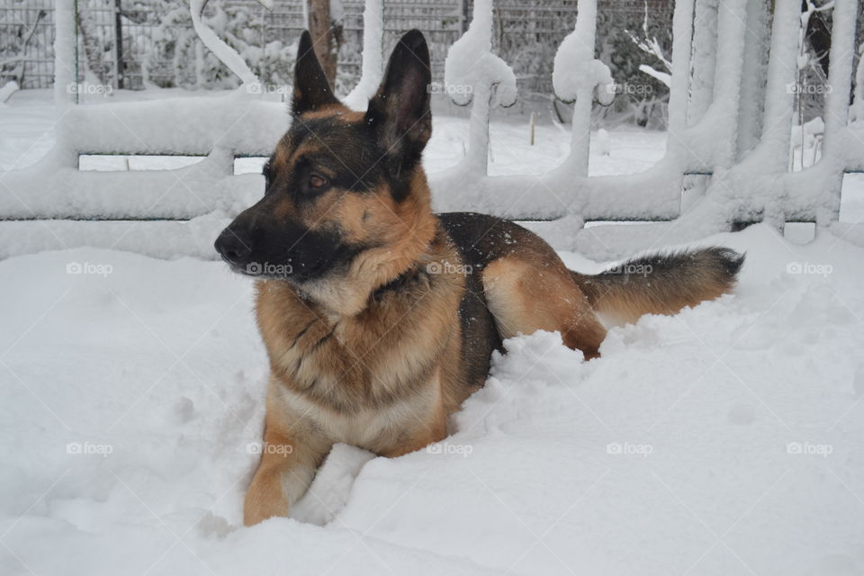 German Shepherd in Winter Wonderland