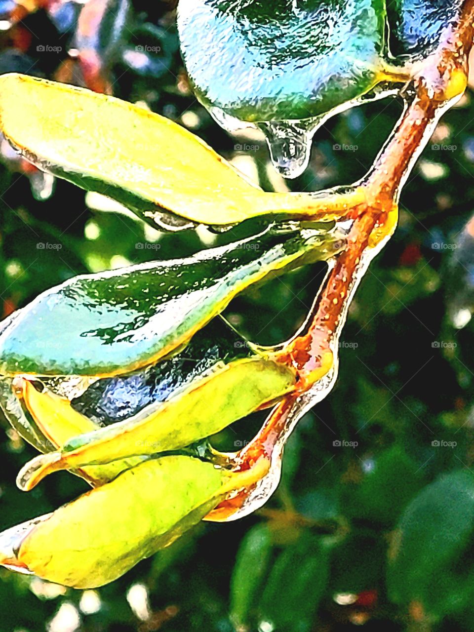 Deep freeze in south Texas