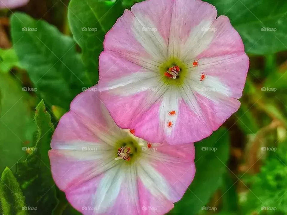 flower union