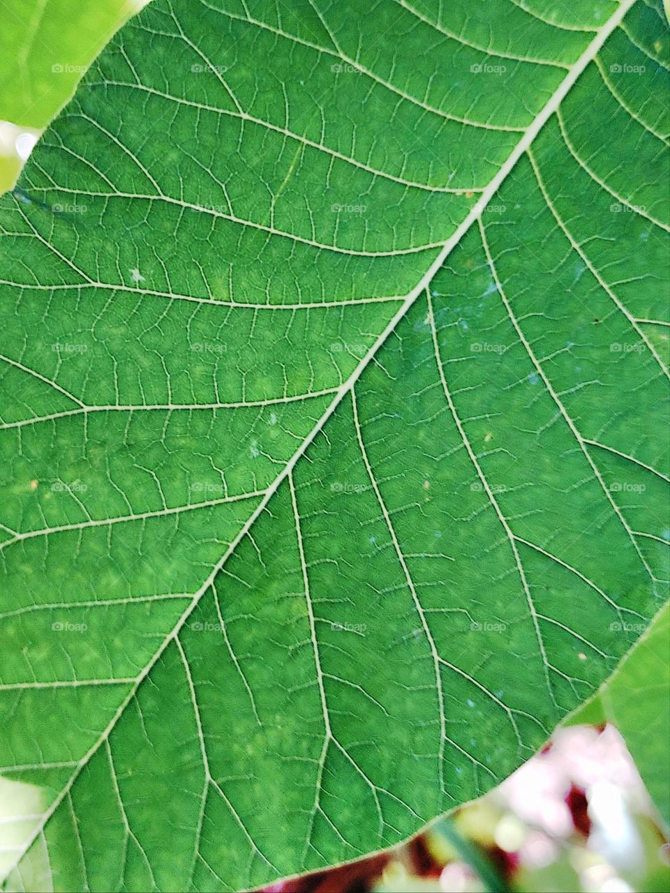 nature leaf veins