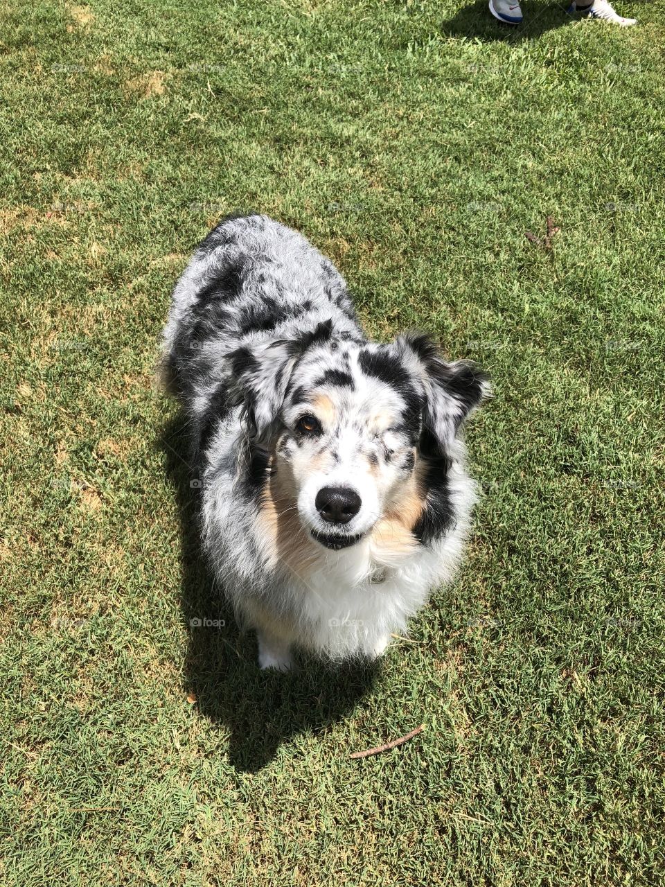 Australian Shepard waiting for me to throw her the frisbee