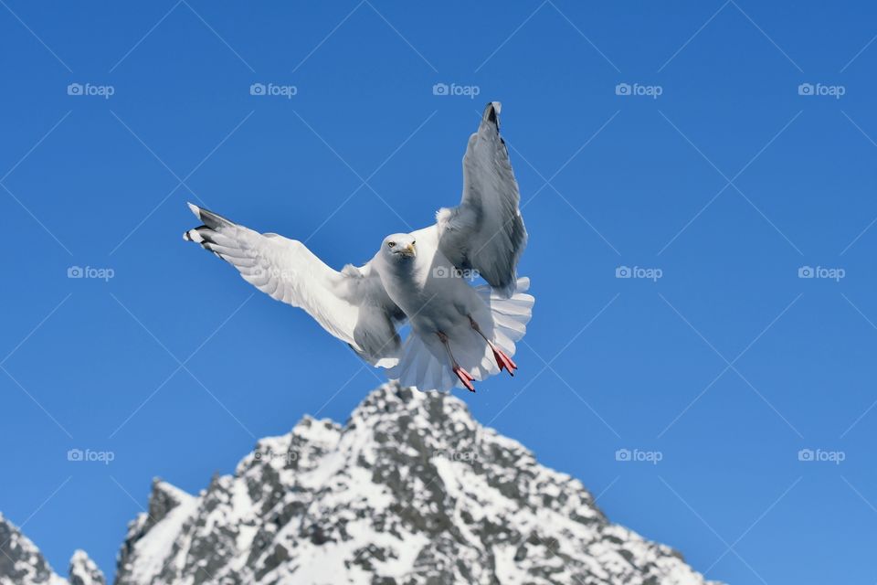 Seagull