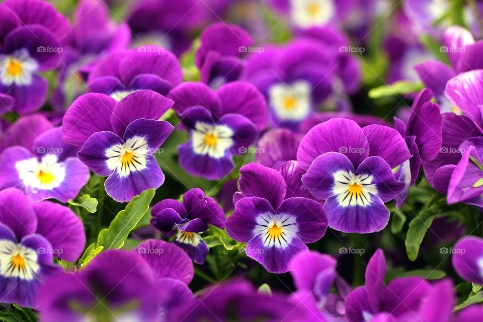 Purple flowers
