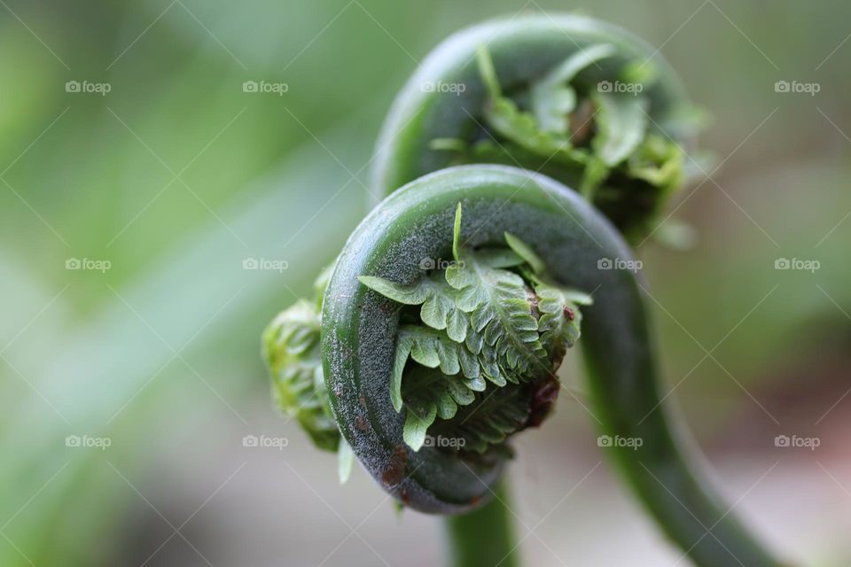 Fern sprouts