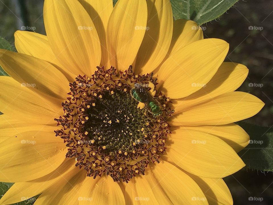Sunflower so pretty even the bees are attracted to it! 