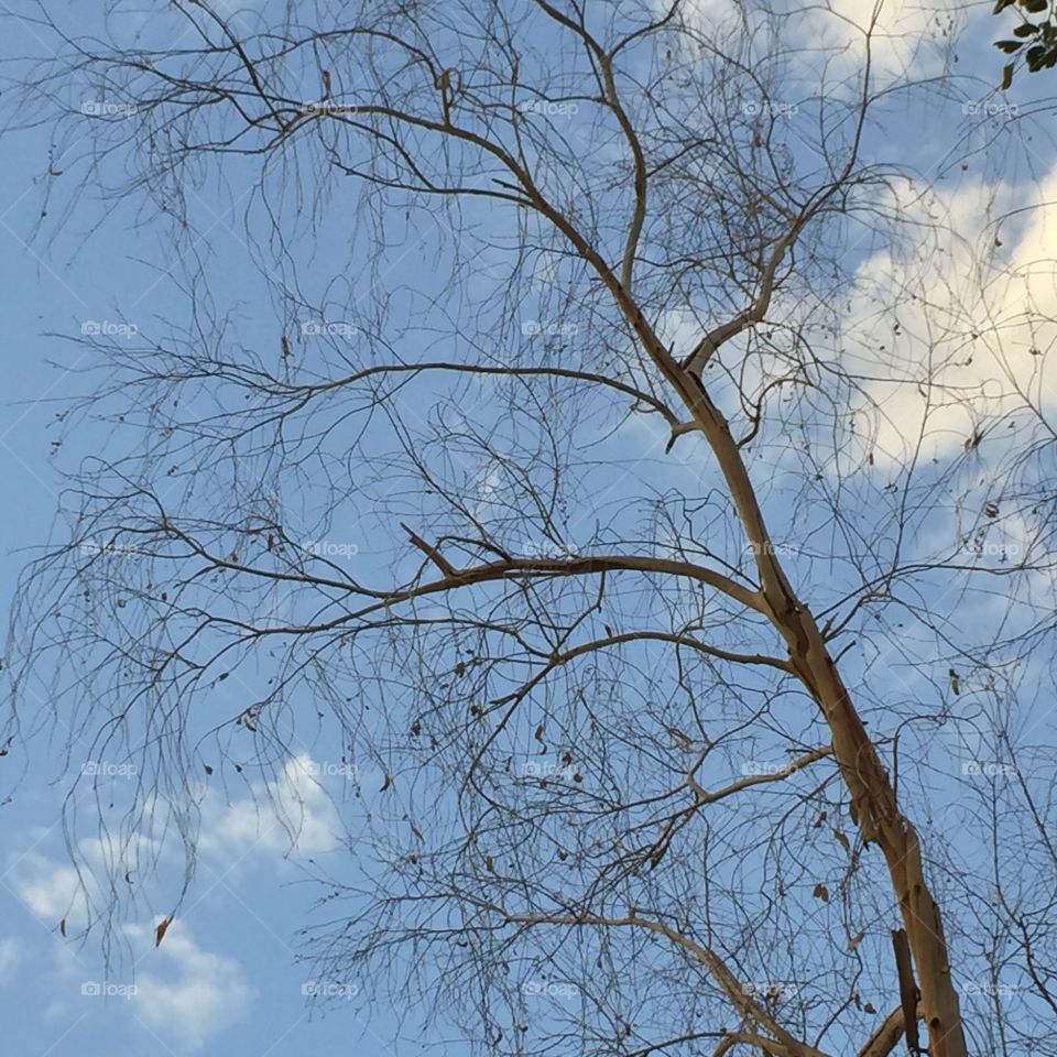 Winter in Saudi Arabia