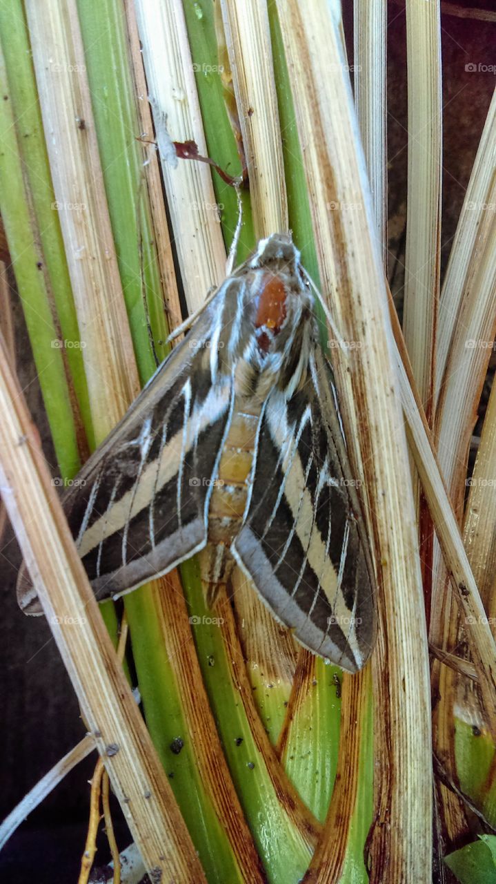 Beautiful moth!
