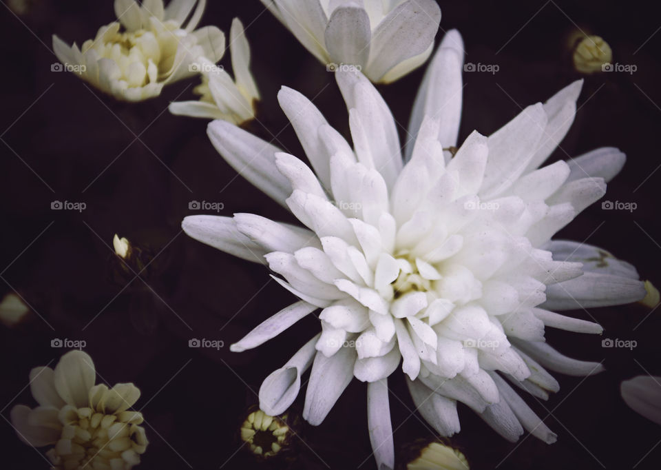 Close up of a beautiful white flower growing in my grandparents’ garden.          