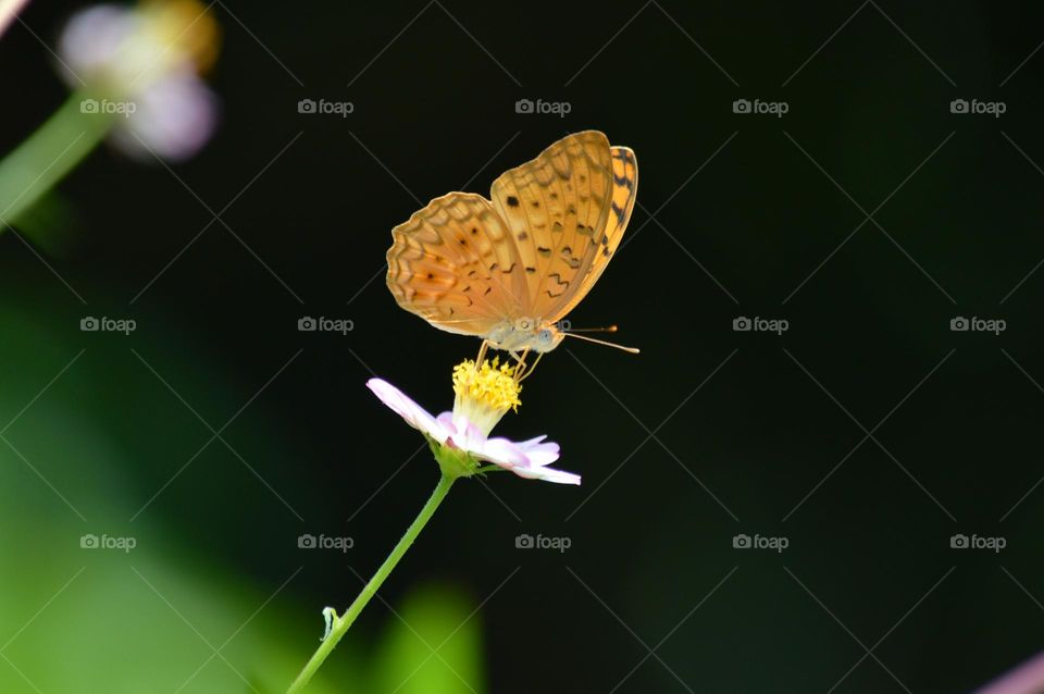 In a beautiful spring, a colourful butterfly expands its wings and flowers are bloomed