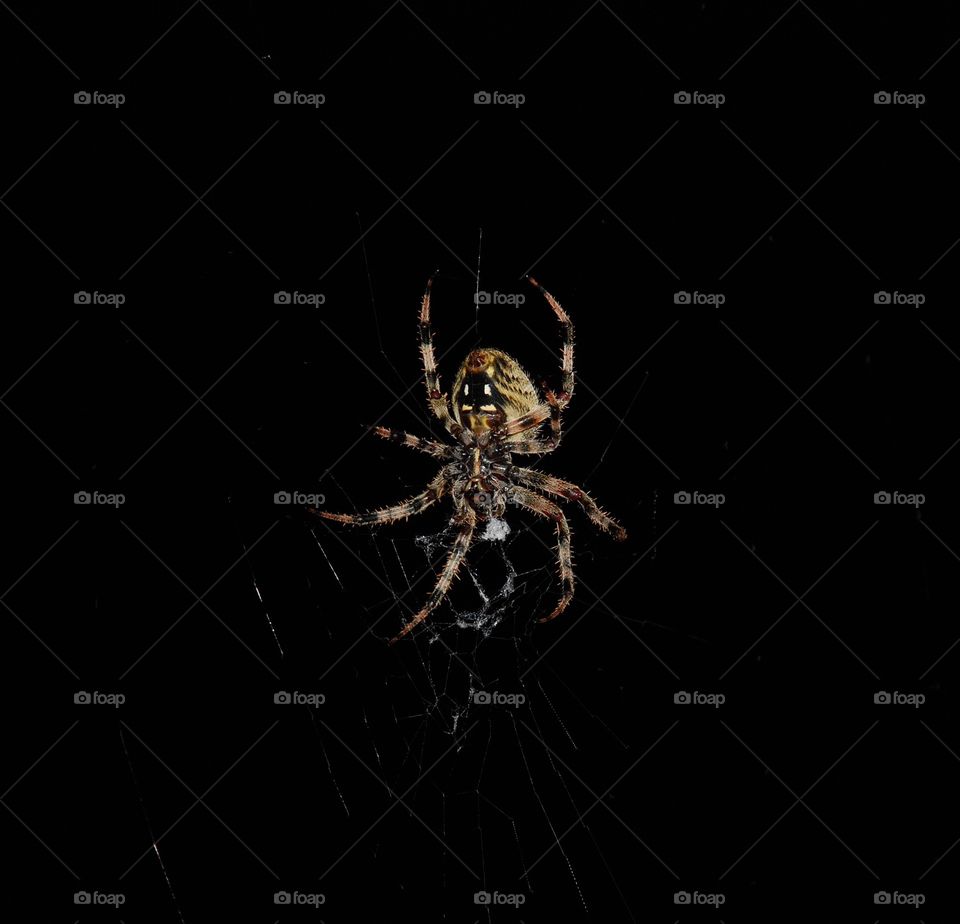 Spider in night