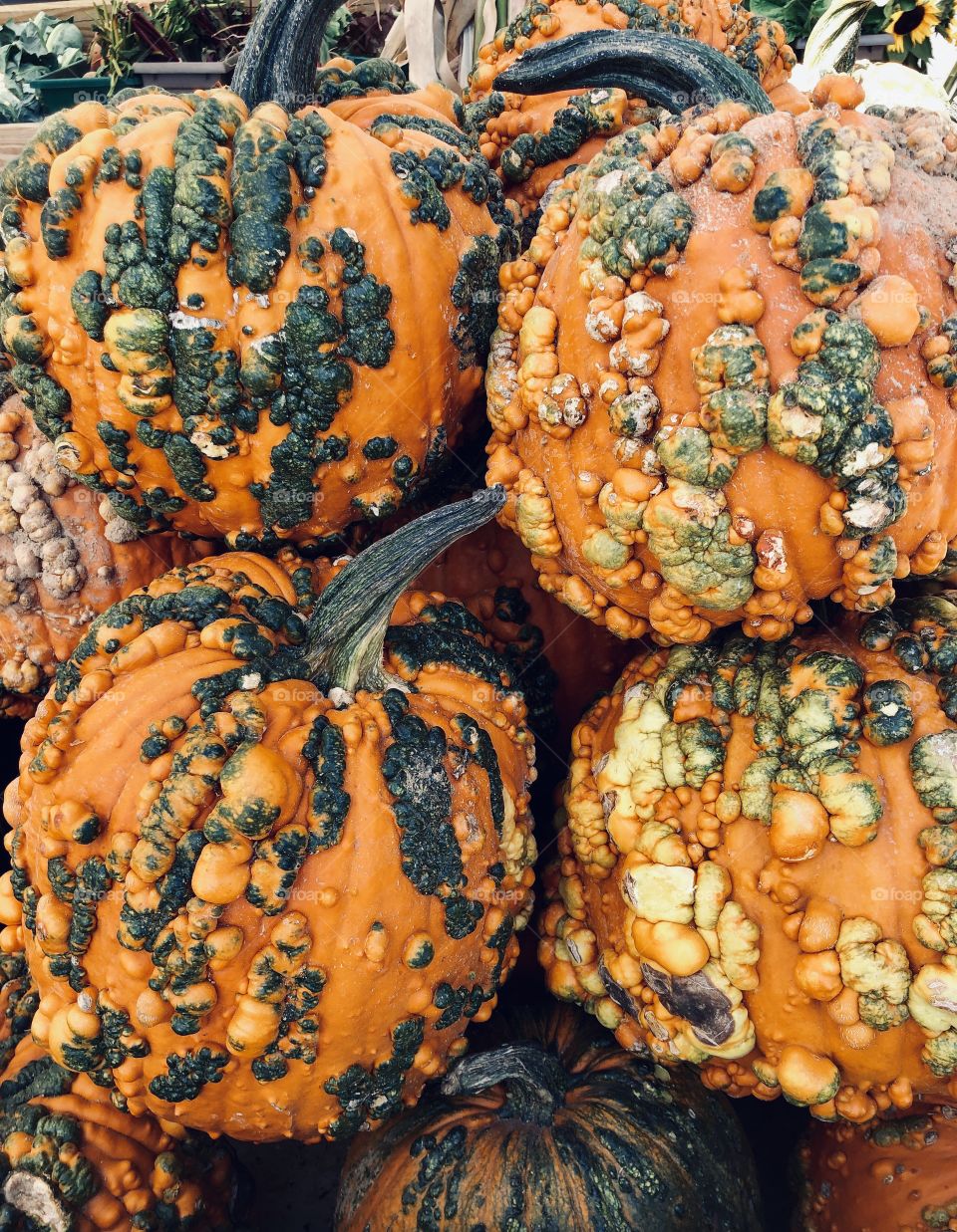 Ugly pumpkins