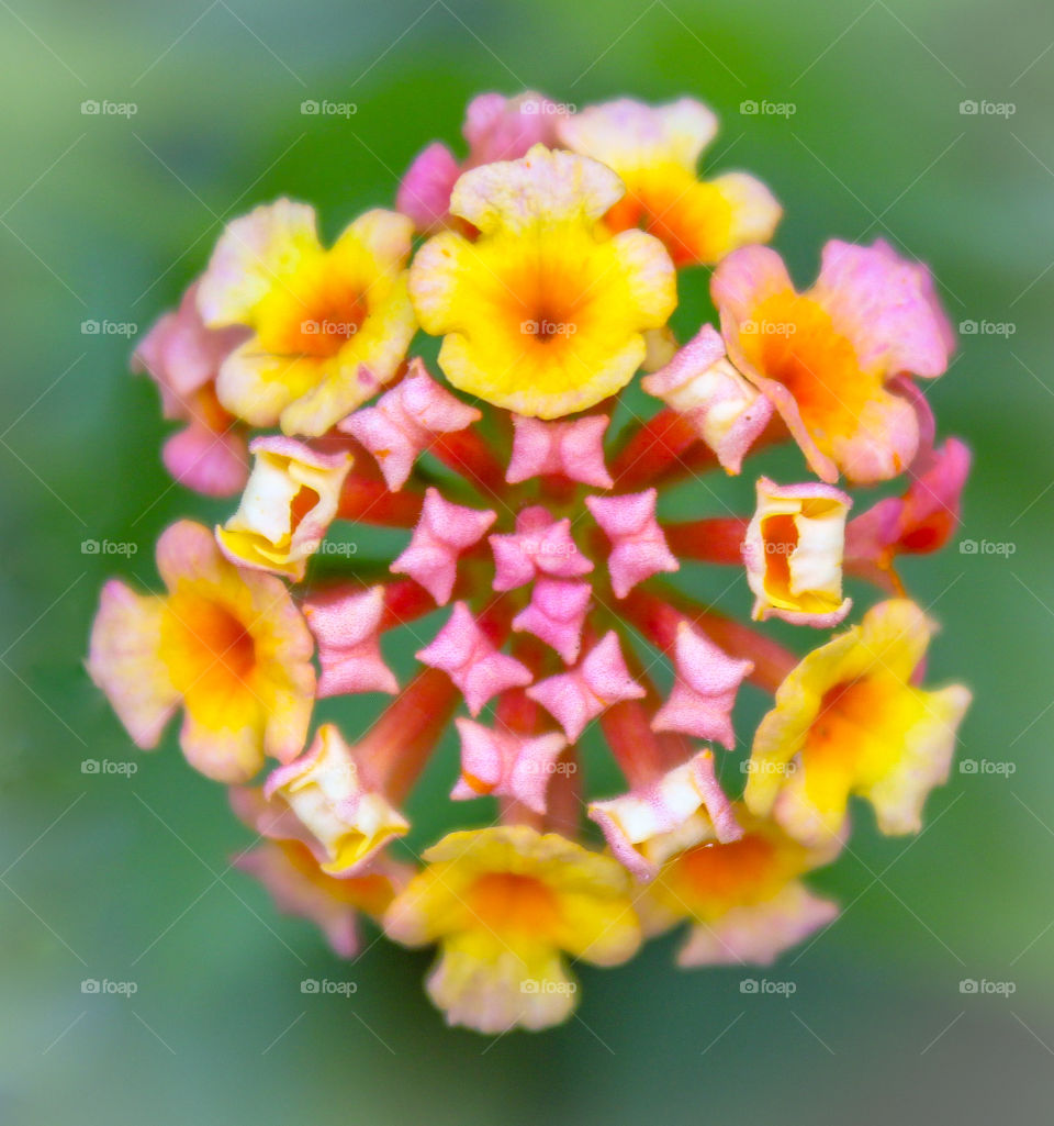 Lantana  Bright pink-yellow garden flower close-up on a juicy green background.  Square format, macro shot