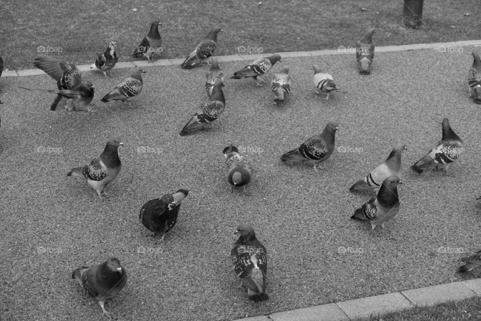 Many pigeons in the street. Monochrome image.