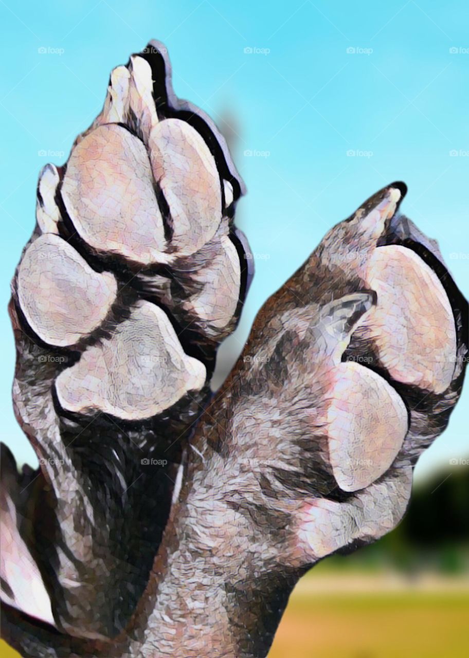 Dog Paws 