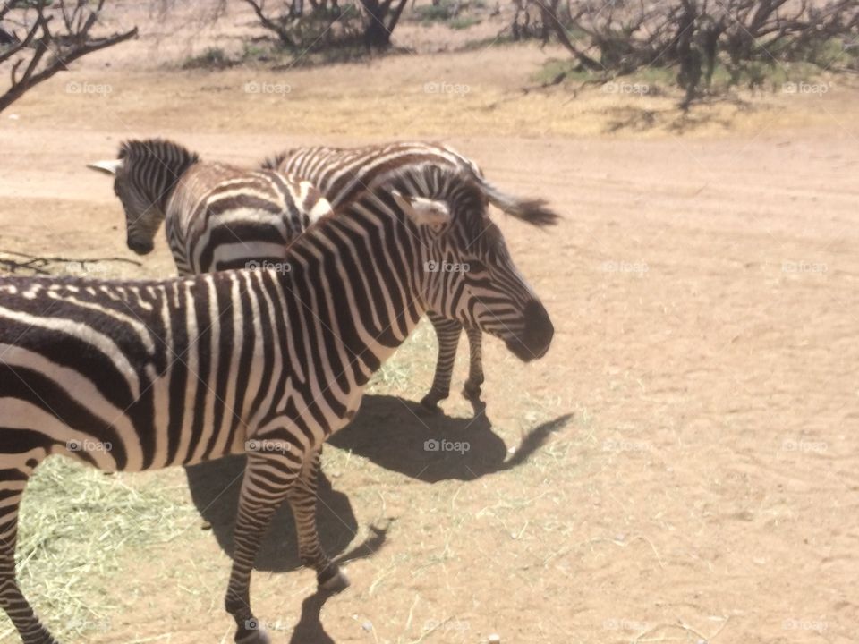 Zebra