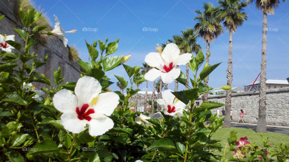 white hibiscus