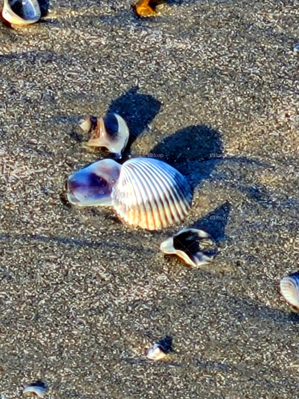 seashells