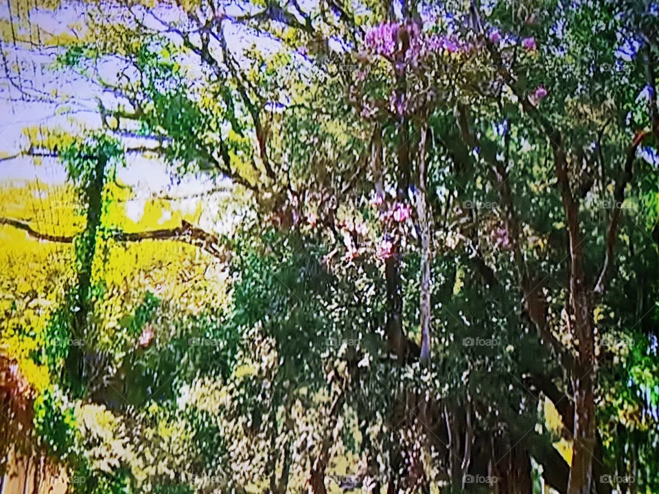 Floresta