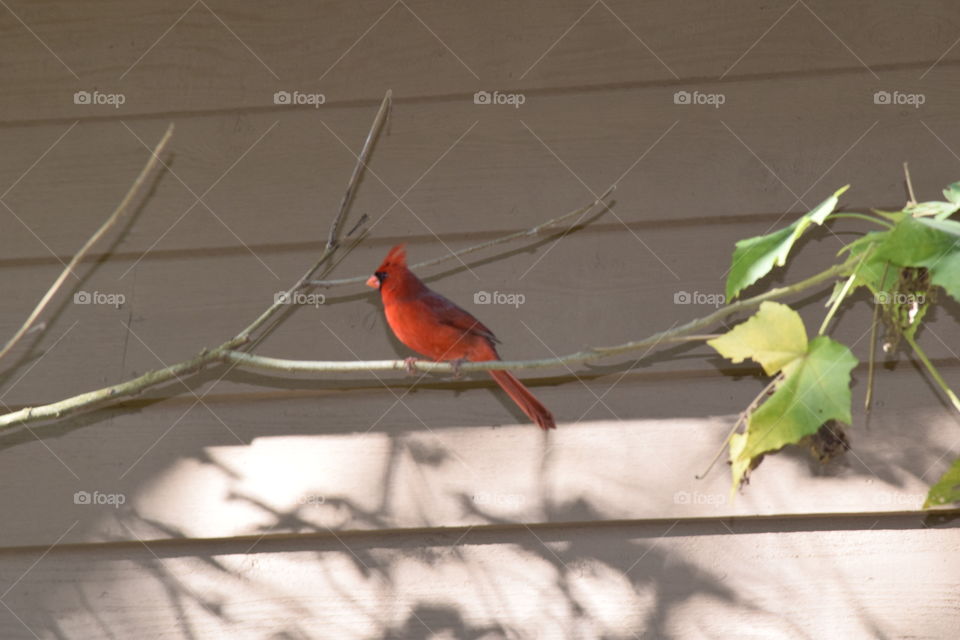 Cardinal Love