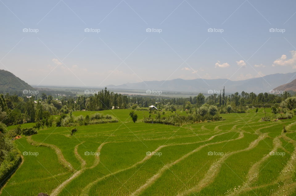 paddy fields