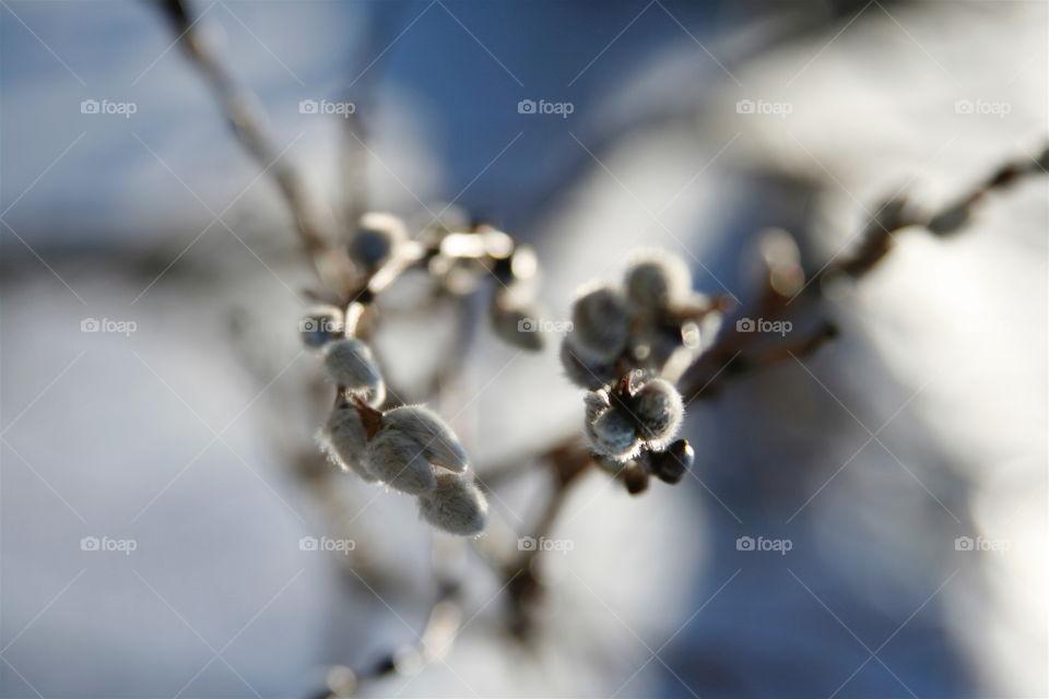 pussy-willow. Winter 