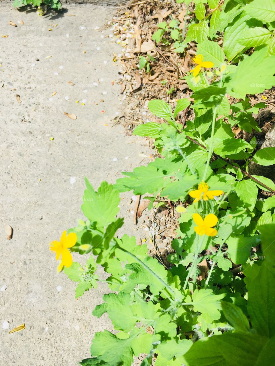 Vegetation in the city 