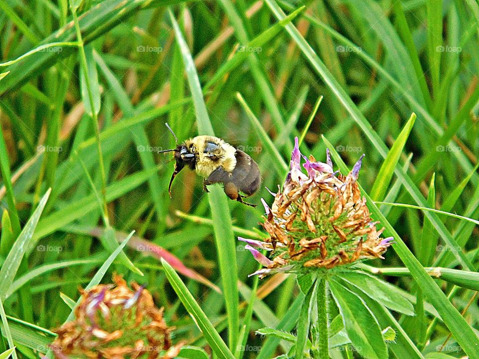 The glorious Mother Nature - Bumblebee (genus Bombus) hovering over a clover flower