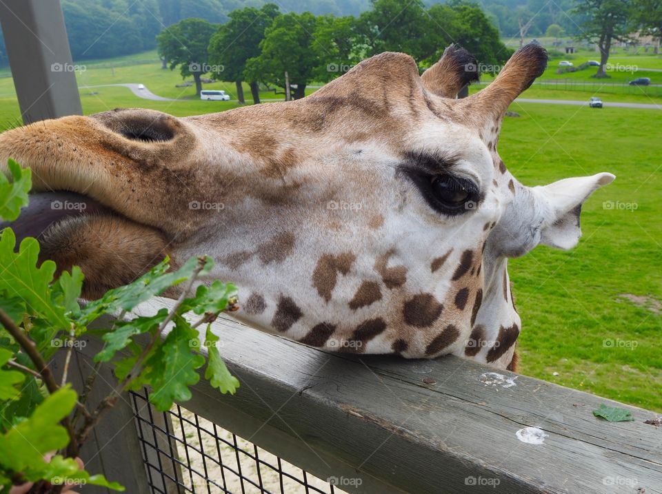 Giraffe being hand fed leaves and twigs