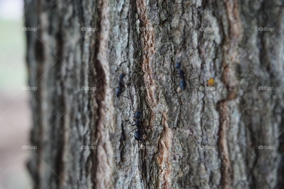 Ant lanscape