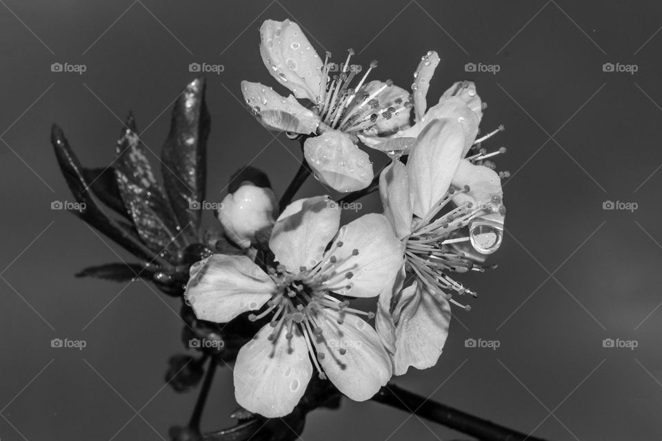 Cherry flowers in raindrops.