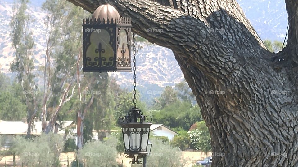 Tree and Lantern
