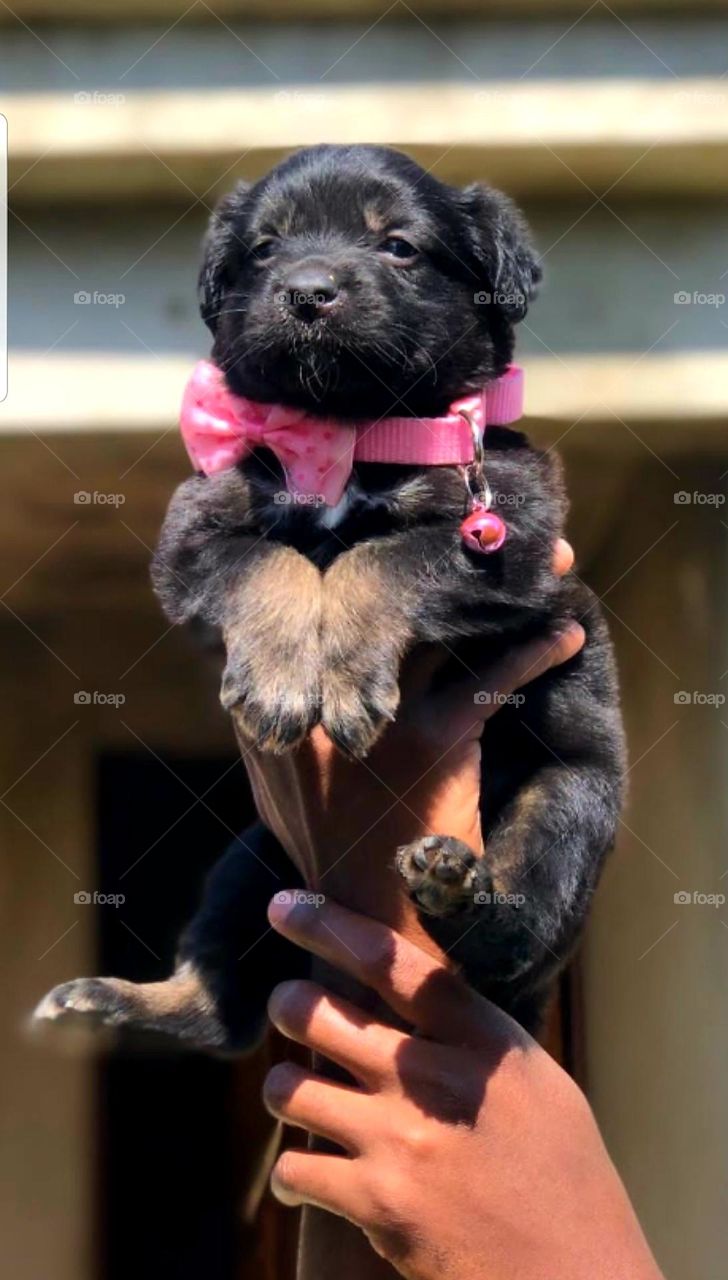 Black Puppy