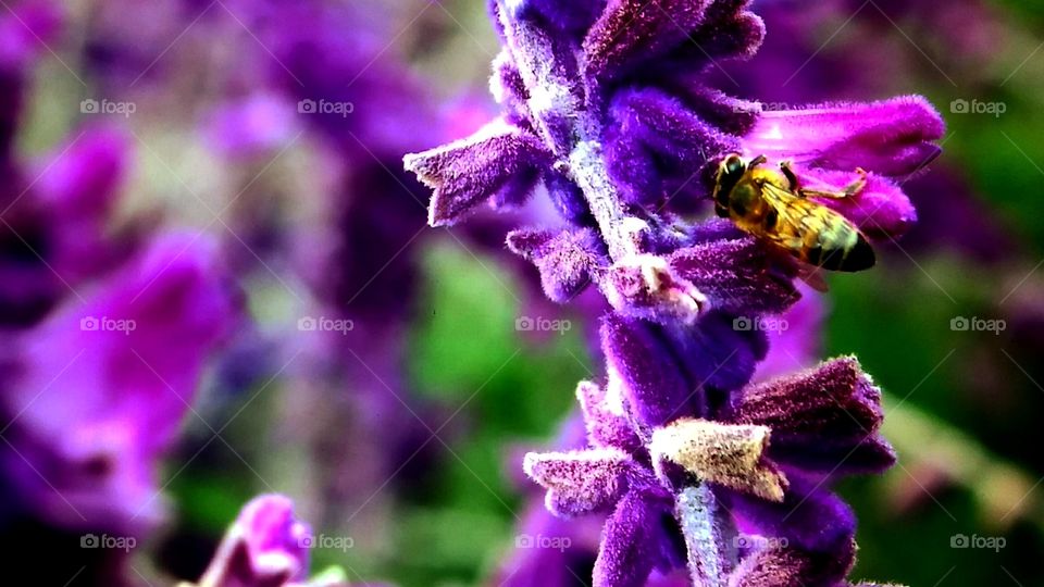 bee at purple flowers