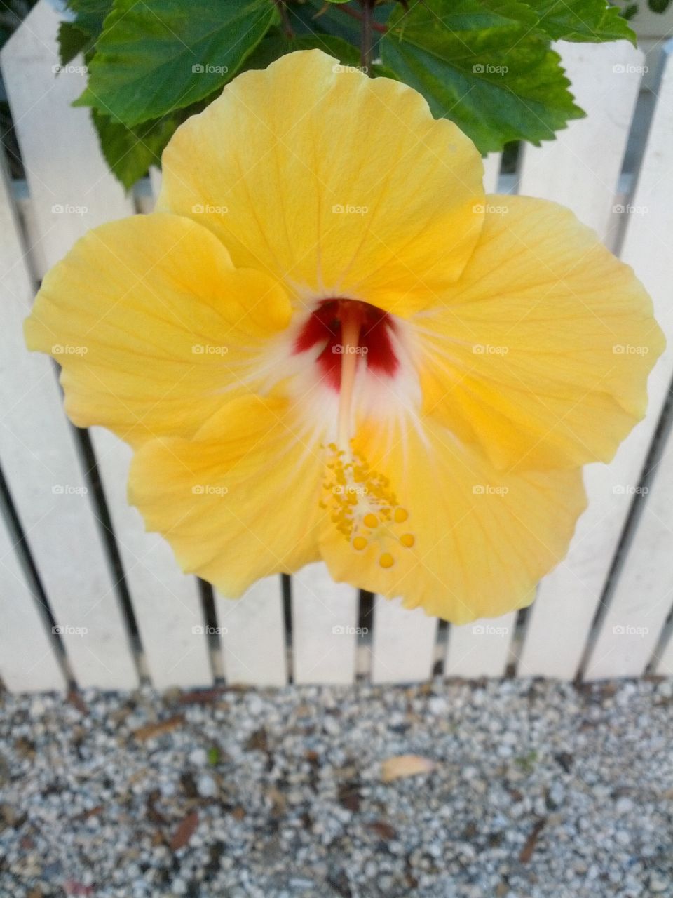 Hibiscus